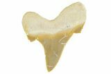 Serrated Sokolovi (Auriculatus) Shark Tooth - Top Quality #372465-1